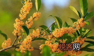 人闲桂花落的下一句是什么 人闲桂花落的出处