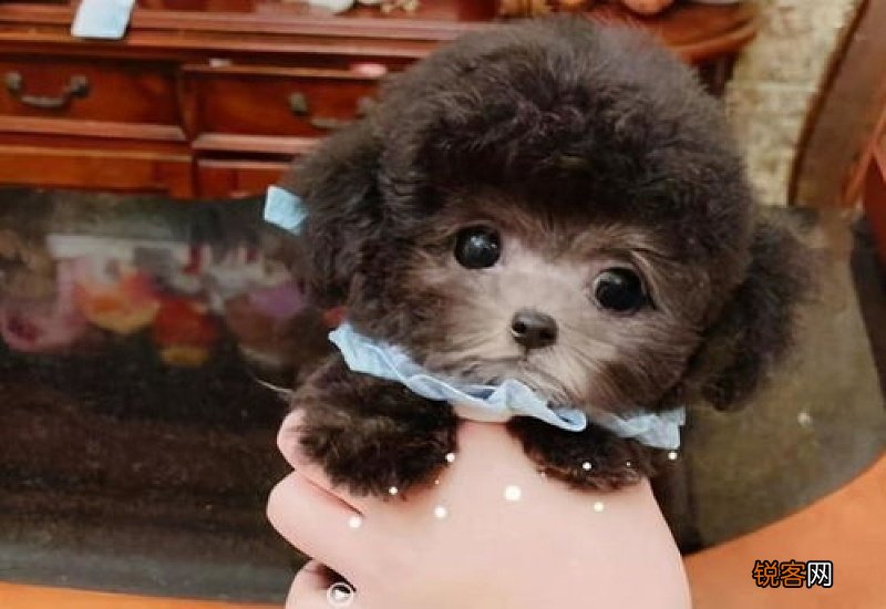 灰泰迪返灰要多长时间结束