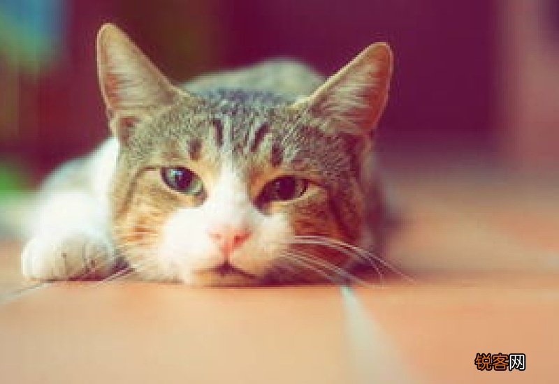 猫咪腹部有硬块