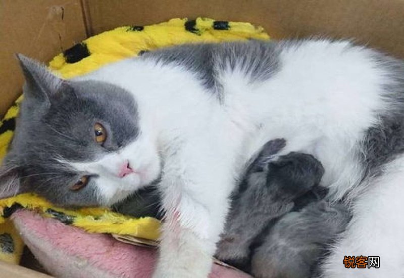 7个月母猫怀孕了能生吗