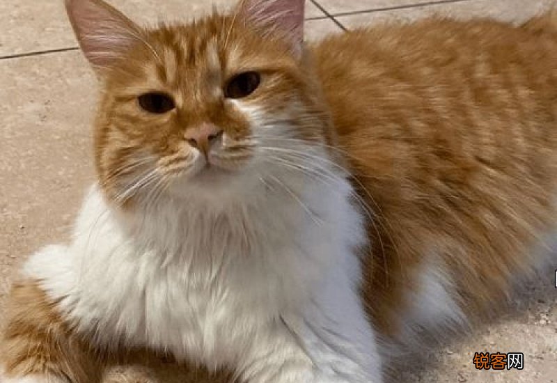 七岁的猫咪可以绝育吗