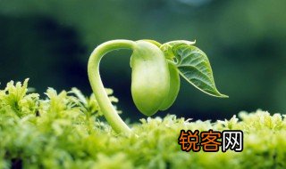 种子的传播途径 种子的传播途径介绍