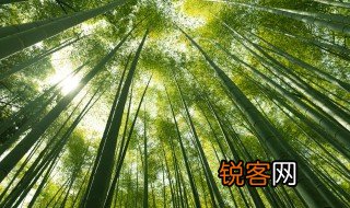 竹子象征 竹子有哪些象征意义