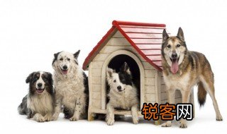 狗的外形特点 狗的外形特点有哪些