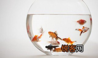 金鱼的特点 金鱼的特点都有什么