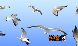 海鸥的特点 海鸥的特点是什么