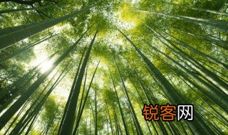 竹子的特点 竹子的特点是什么