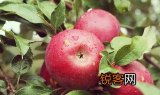 苹果的特点 苹果的特点是什么