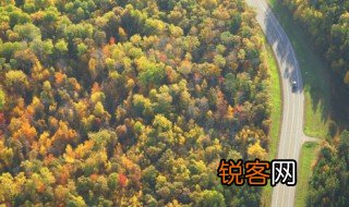 独木成林是什么树 独木成林的树