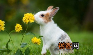 描写小动物的外形特点 描写小动物有什么外形特点