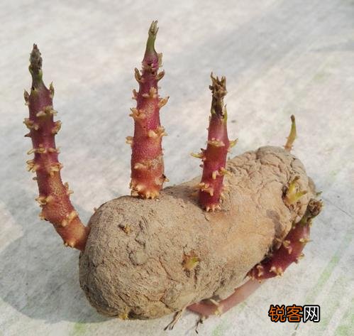土豆发芽不能吃了就得扔掉？四种巧用发芽土豆的实用小妙招