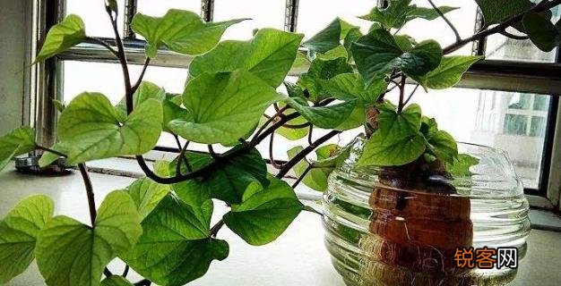 土豆发芽不能吃了就得扔掉？四种巧用发芽土豆的实用小妙招