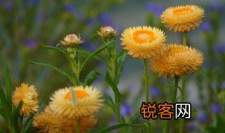 花事是什么意思 花事简单释义