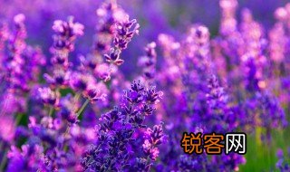 山花什么填词语 山花填什么填词语
