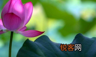 荷叶圆圆课文原文 关于荷叶圆圆课文原文