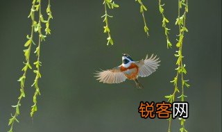 二月春风似剪刀前句是什么 二月春风似剪刀前面一句是什么