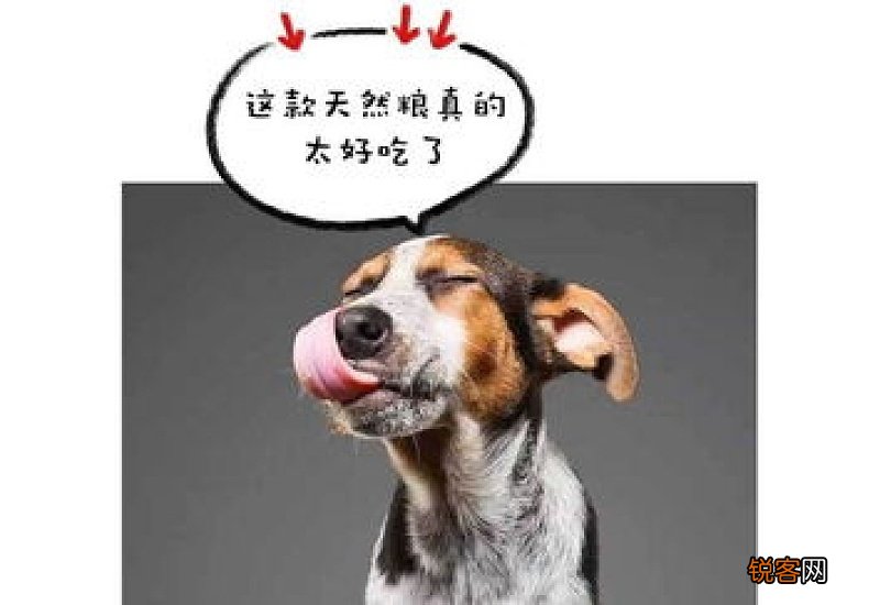 给狗狗正确的下葬方法