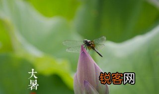 大暑节气古诗 大暑节气古诗有哪些