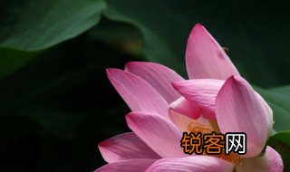 荷花外貌描写 关于荷花外貌描写介绍