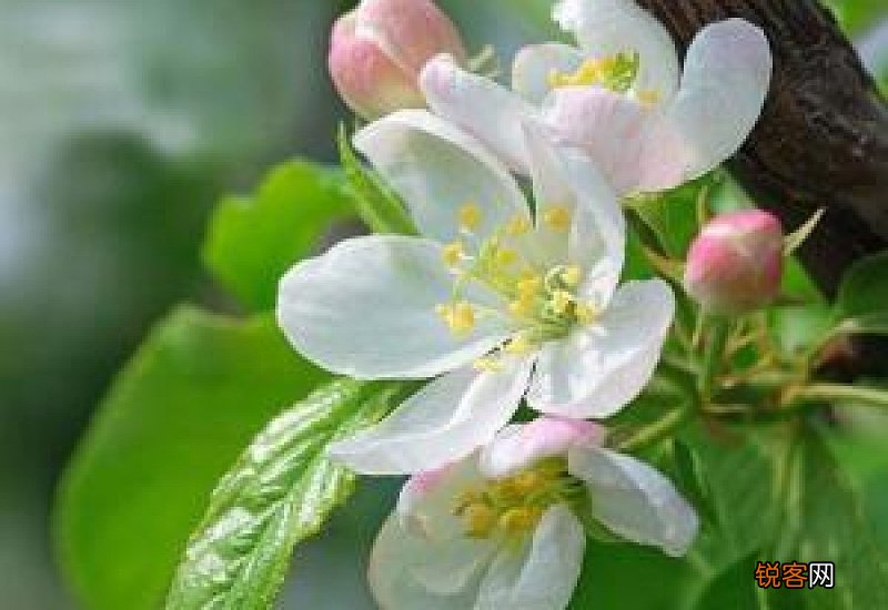 长寿乐海棠一年开几次花?