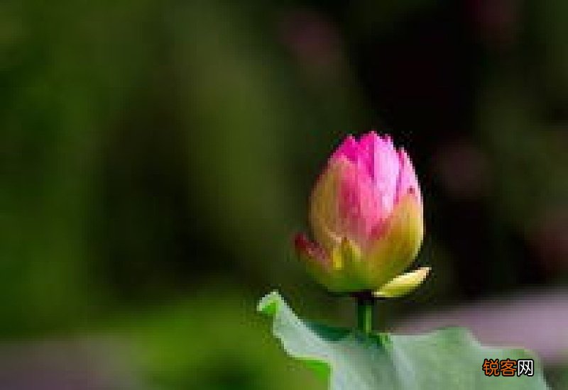 莲花什么时间开花