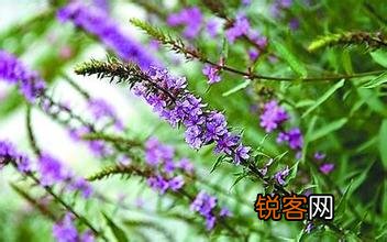 益母草的副作用益母草的服用禁忌