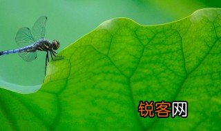 绿色的四字词语 表示绿色的四字词语有哪些