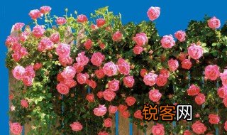 花团锦簇什么意思 花团锦簇意思介绍