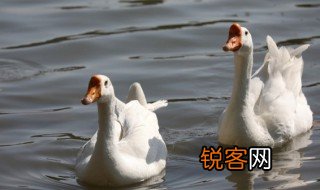 天鹅的故事告诉我们的道理 天鹅的故事告诉我们什么道理