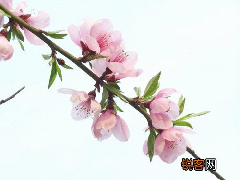 春季多吃“6个最合适”可防病