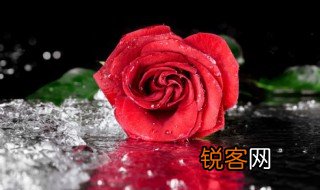 如何描写玫瑰花 玫瑰花如何描写