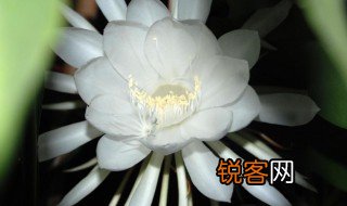 昙花一现反义词 昙花一现反义词是什么