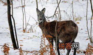 麝是什么字 麝是什么