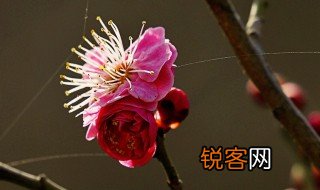 卜算子咏梅的翻译 卜算子咏梅作者介绍