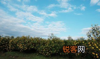 野花什么的像什么 野花什么的像什么造句举例