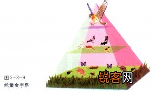 什么是金字塔能量? 什么是能量金字塔