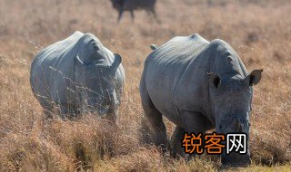 关于动物世界主要内容是什么 关于动物世界的读后感