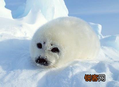 3月1日是什么节日？国际海豹日是几月几日