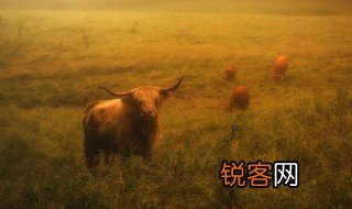 牛的象征意义是什么啊 牛的含义