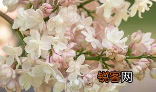 丁香空结雨中愁意思 丁香空结雨中愁什么意思