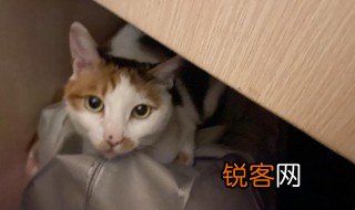 探头探脑是什么意思 探头探脑解释