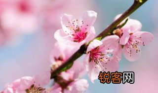 春天桃花开是什么意思 春天桃花开意思是什么