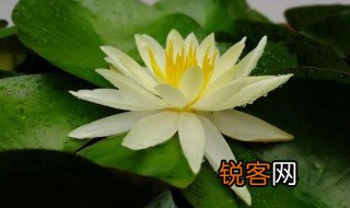 心力是什么意思 心力解释