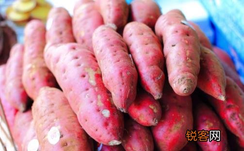 红薯当主食可以减肥吗 红薯减肥食谱推荐
