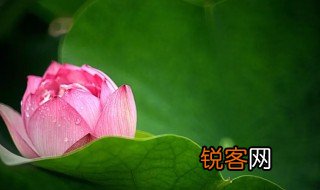 留得残荷听雨声出自哪首诗作者是谁 留得残荷听雨声原文介绍