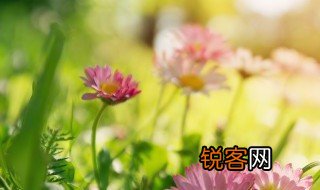 播种希望的种子是指什么意思 播种希望的种子的意思