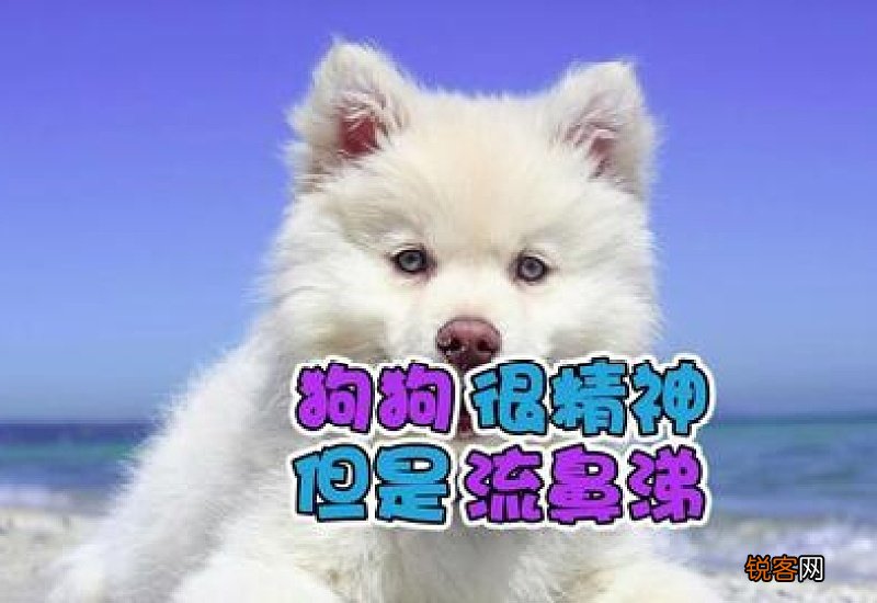 幼犬打喷嚏流鼻涕但精神很好