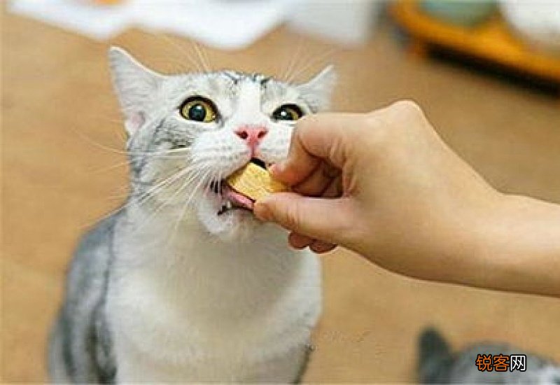 猫咪坐月子可以吃猫粮吗