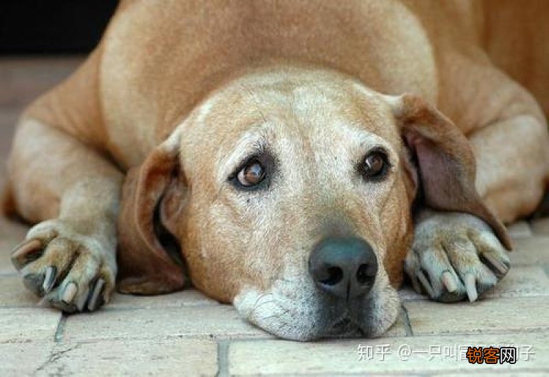 狗狗吐了怎么办没精神