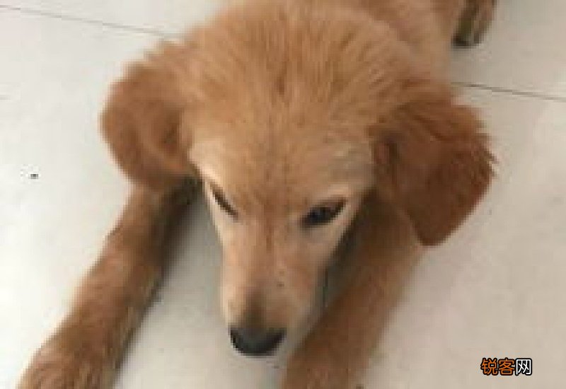 金毛几个月长骨架不长肉